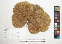 Quercus jonesii image