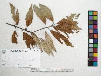 Quercus scytophylla image