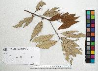 Quercus scytophylla image