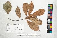 Quercus scytophylla image