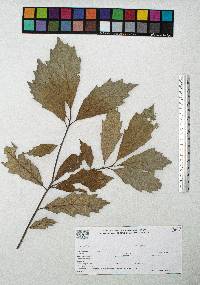 Quercus scytophylla image