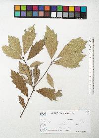 Quercus scytophylla image