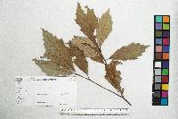 Quercus scytophylla image