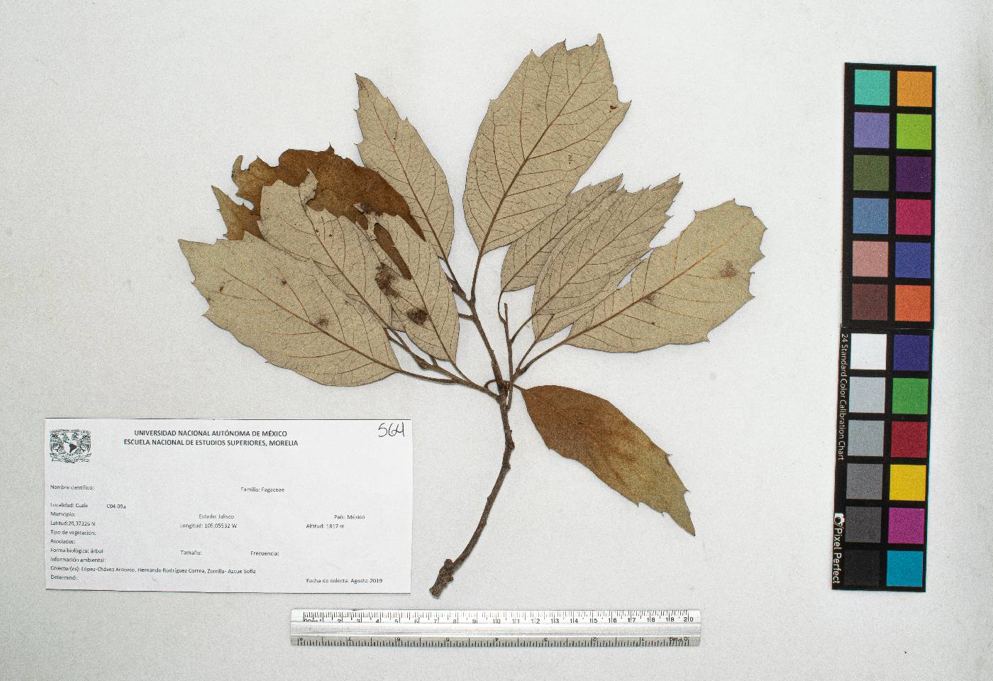 Quercus scytophylla image