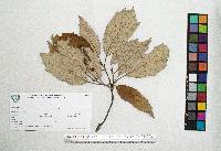 Quercus scytophylla image