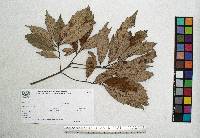 Quercus scytophylla image