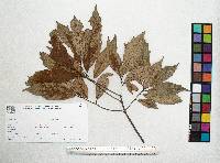 Quercus scytophylla image