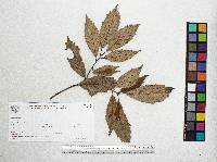 Quercus scytophylla image