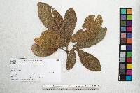 Quercus magnoliifolia image