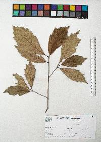 Quercus scytophylla image