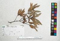 Quercus cualensis image