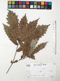 Quercus centenaria image