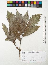 Quercus centenaria image