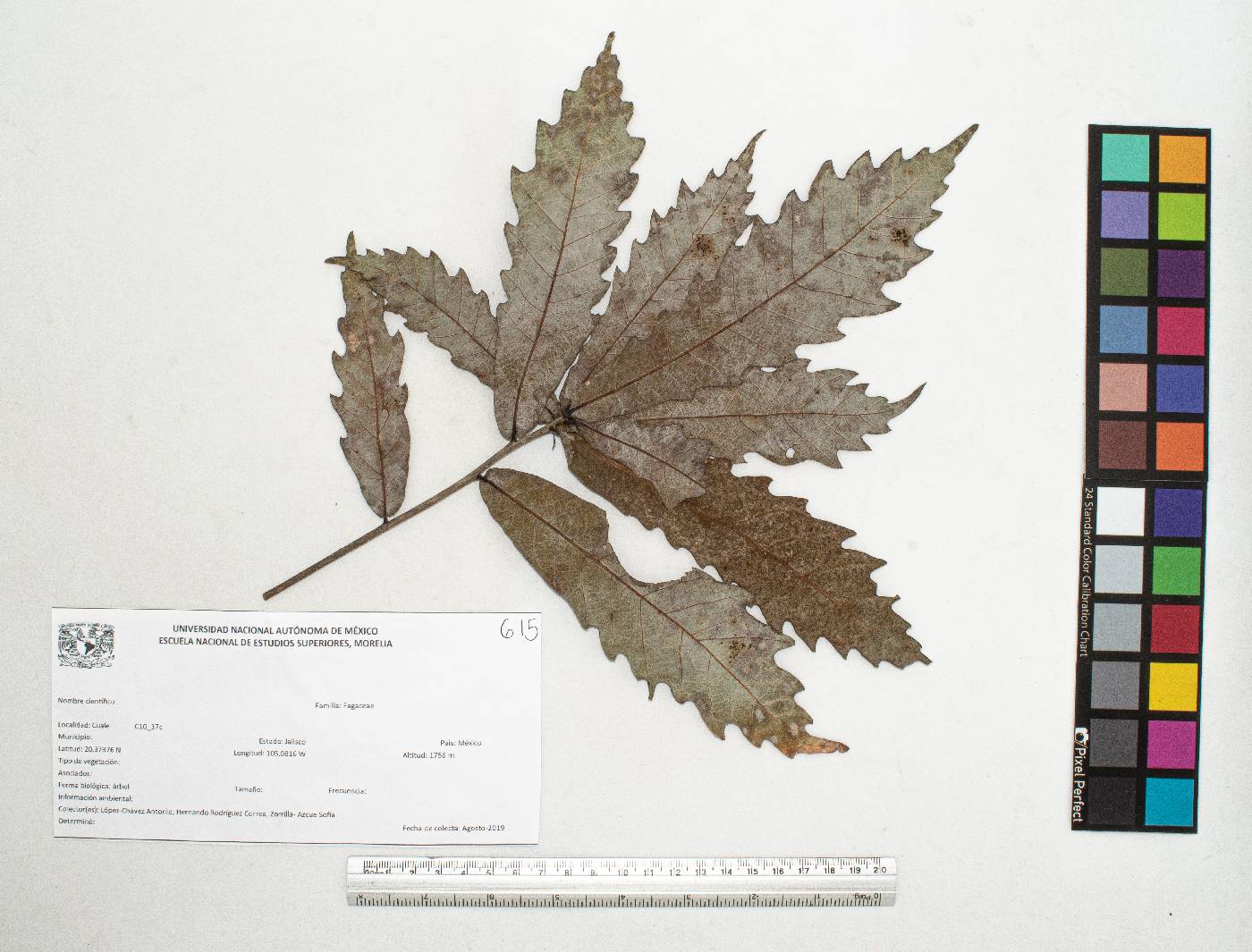 Quercus centenaria image