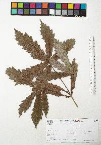 Quercus centenaria image