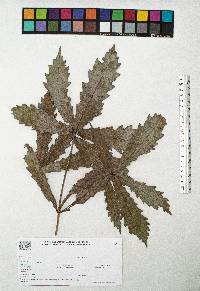 Quercus centenaria image