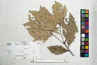 Quercus scytophylla image