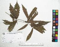 Quercus centenaria image