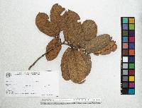 Quercus mexiae image