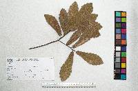 Quercus laeta image