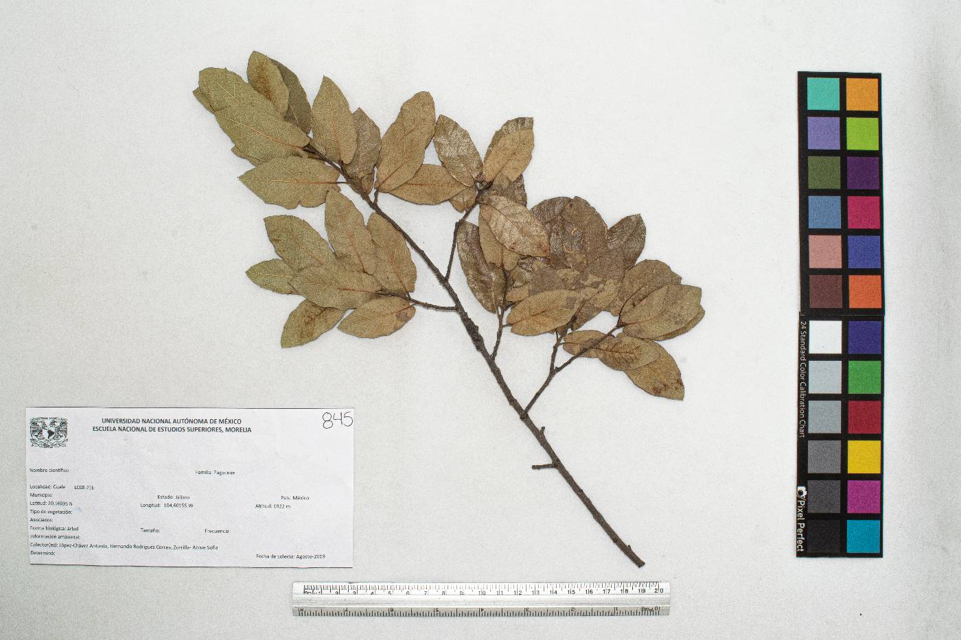 Quercus eduardi image