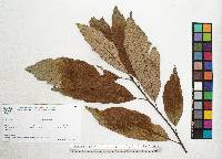 Quercus scytophylla image