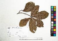 Quercus magnoliifolia image