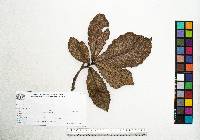 Quercus magnoliifolia image