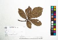 Quercus magnoliifolia image