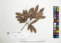 Quercus peduncularis image