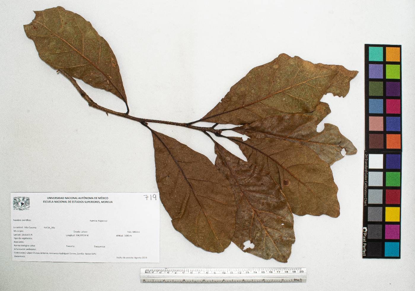 Quercus glaucescens image