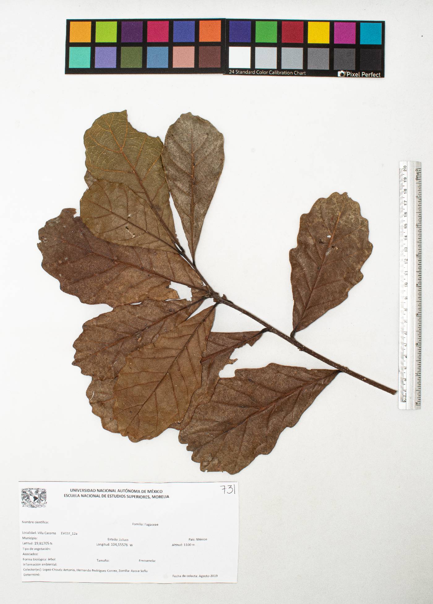 Quercus glaucescens image