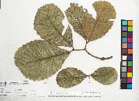 Quercus magnoliifolia image