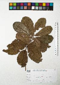 Quercus peduncularis image