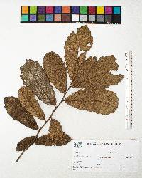 Quercus peduncularis image