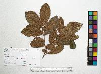 Quercus peduncularis image