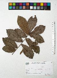 Quercus peduncularis image