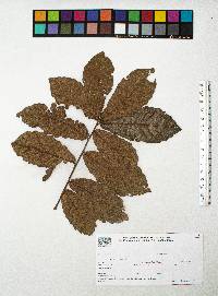 Quercus peduncularis image