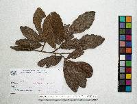 Quercus peduncularis image