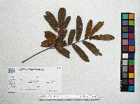 Quercus robur image