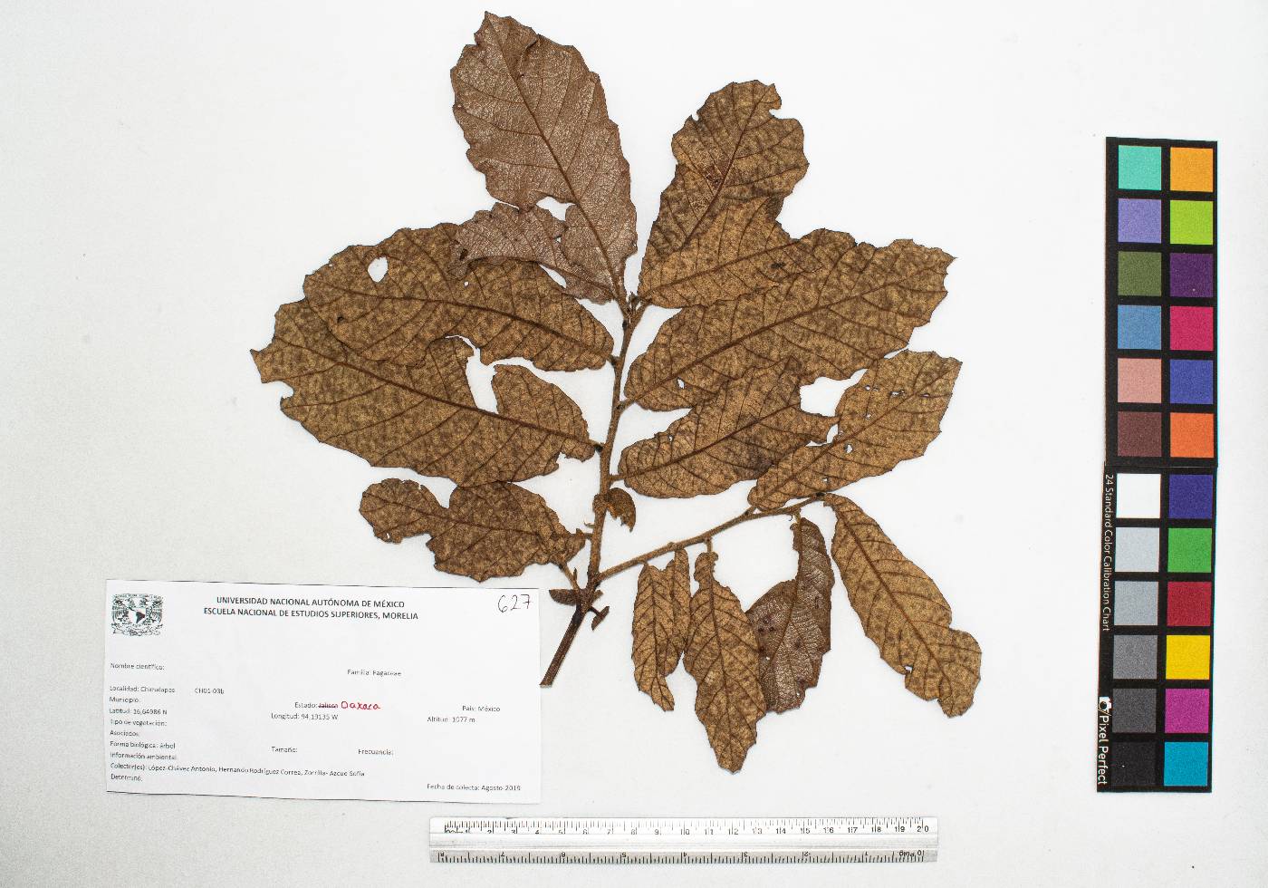 Quercus peduncularis image