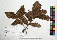 Quercus peduncularis image