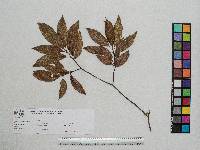 Quercus seemannii image