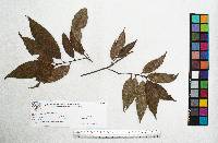 Quercus seemannii image