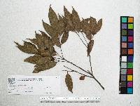 Quercus seemannii image