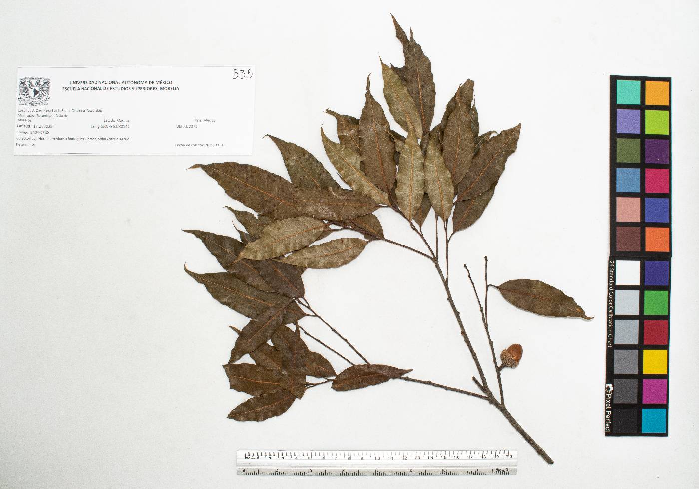 Quercus seemannii image