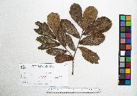 Quercus peduncularis image