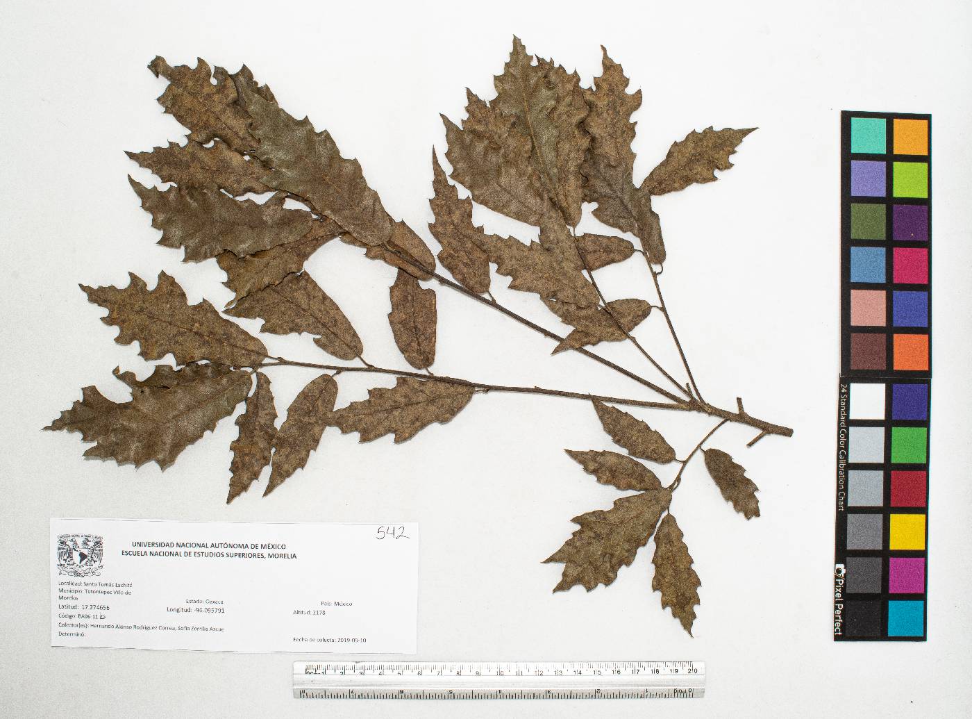 Quercus acutifolia image