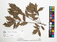 Quercus acutifolia image