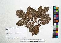 Quercus peduncularis image